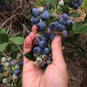 Blueberry Picking by Hand